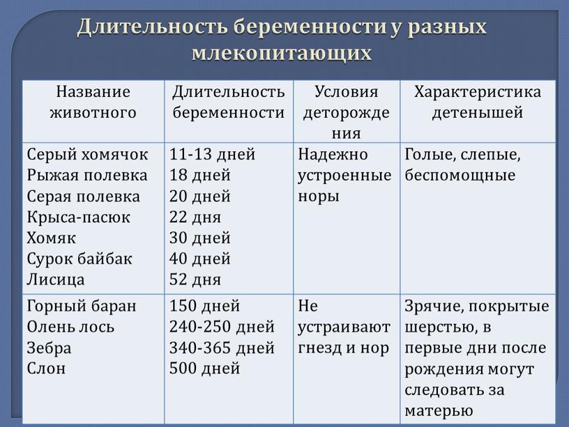 Длительность беременности у разных млекопитающих