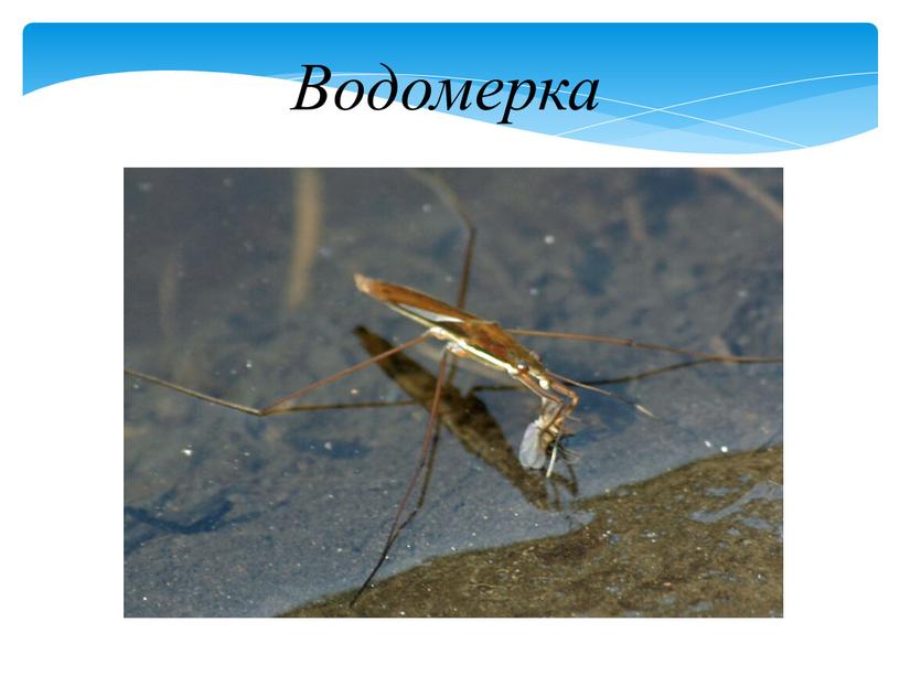 Водомерка