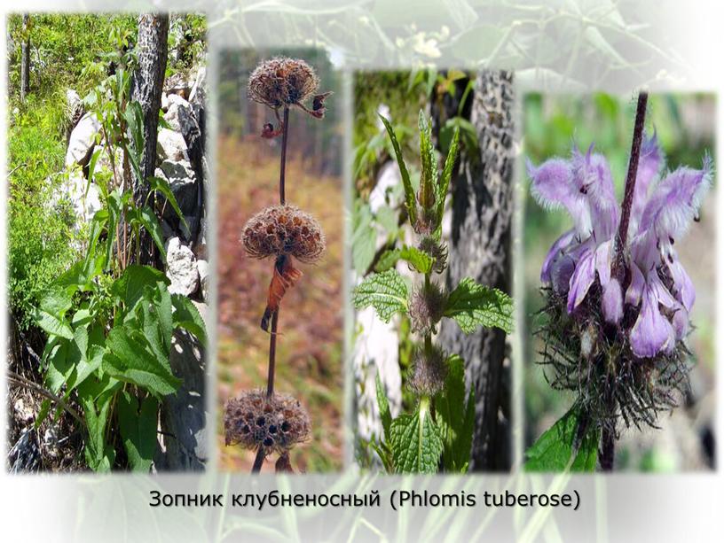 Зопник клубненосный (Phlomis tuberose)