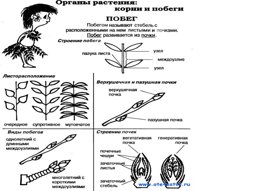 Царства растений