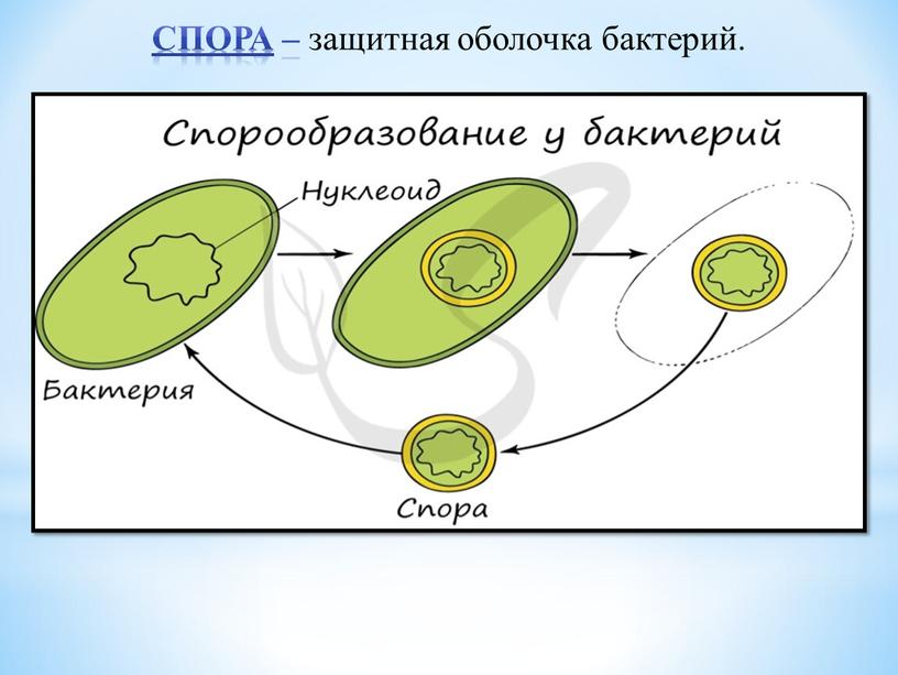 Спора – защитная оболочка бактерий