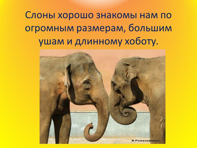 Слоны хорошо знакомы нам по огромным размерам, большим ушам и длинному хоботу