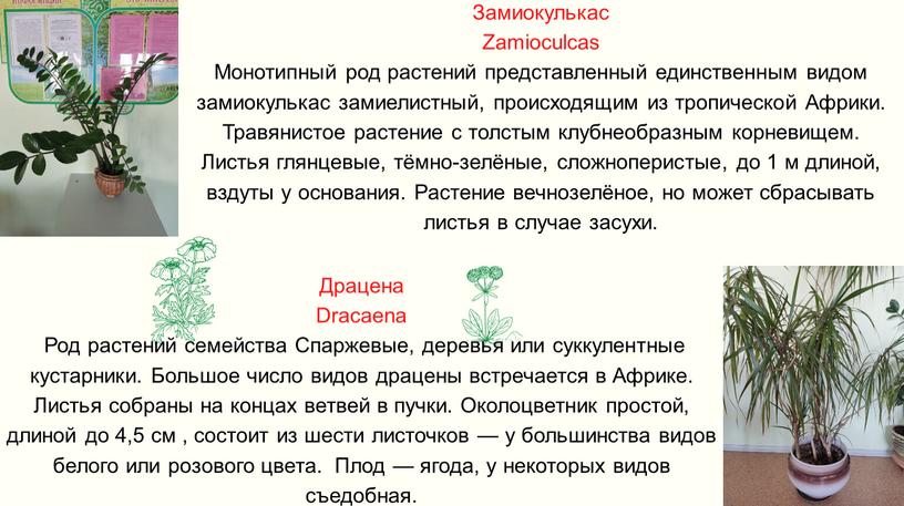 Замиокулькас Zamioculcas Монотипный род растений представленный единственным видом замиокулькас замиелистный, происходящим из тропической