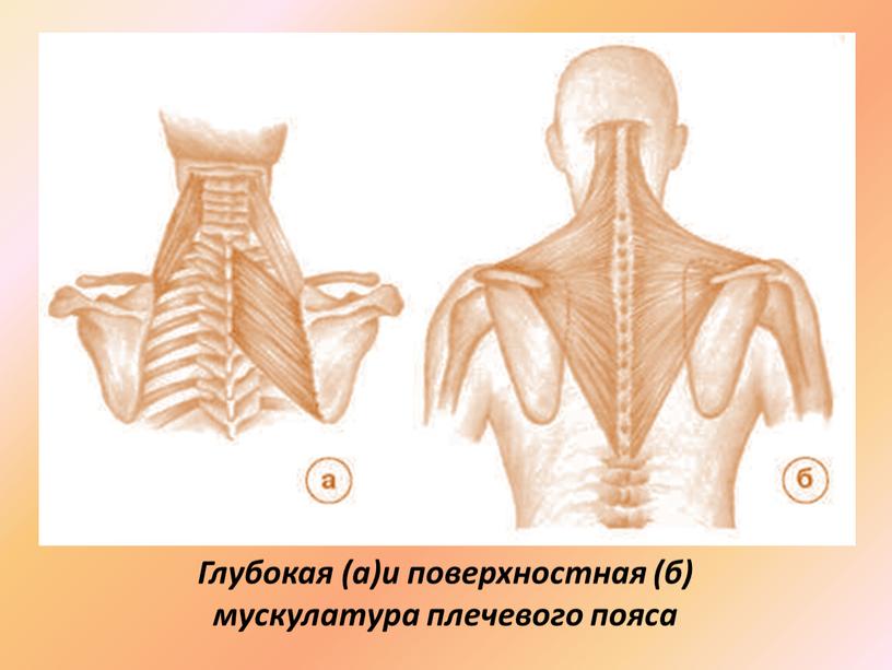 Глубокая (а)и поверхностная (б) мускулатура плечевого пояса