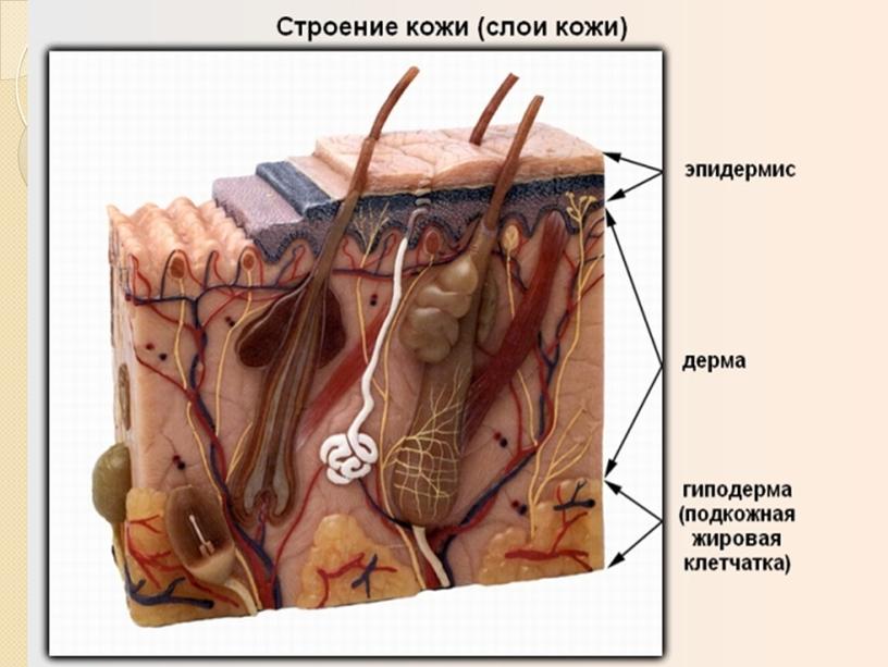 Презентация по биологии "Строение и функции кожи"  (8класс).
