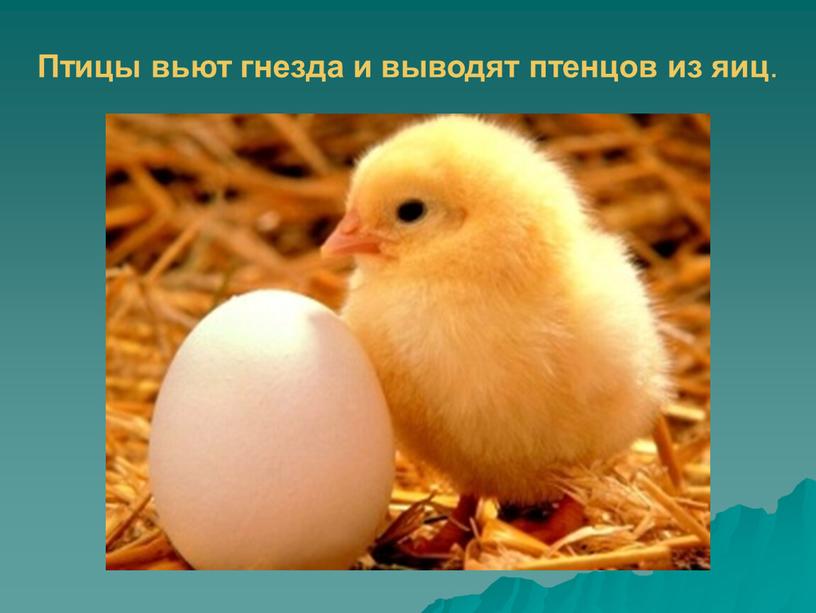 Птицы вьют гнезда и выводят птенцов из яиц