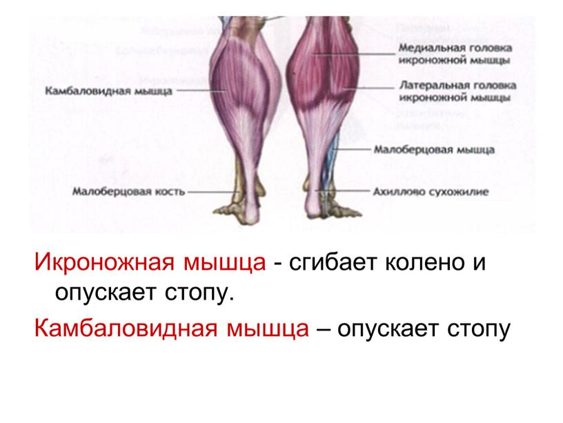 Икроножная мышца - сгибает колено и опускает стопу