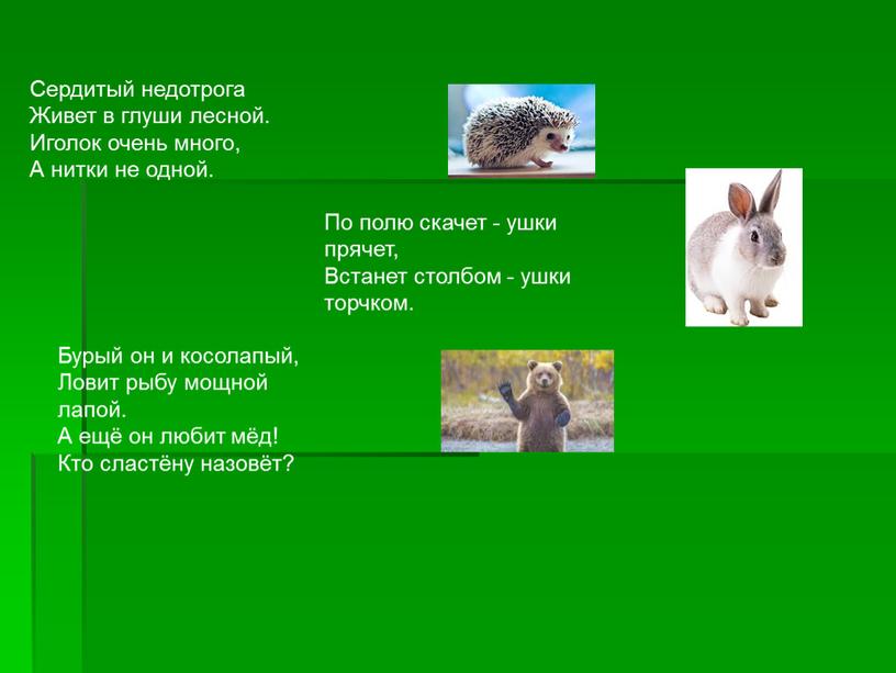 Сердитый недотрога Живет в глуши лесной