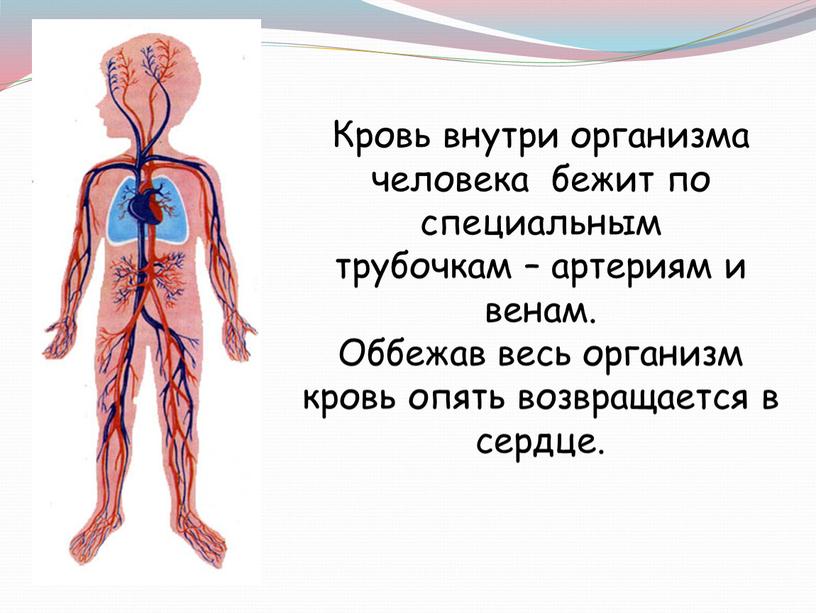 Кровь внутри организма человека бежит по специальным трубочкам – артериям и венам