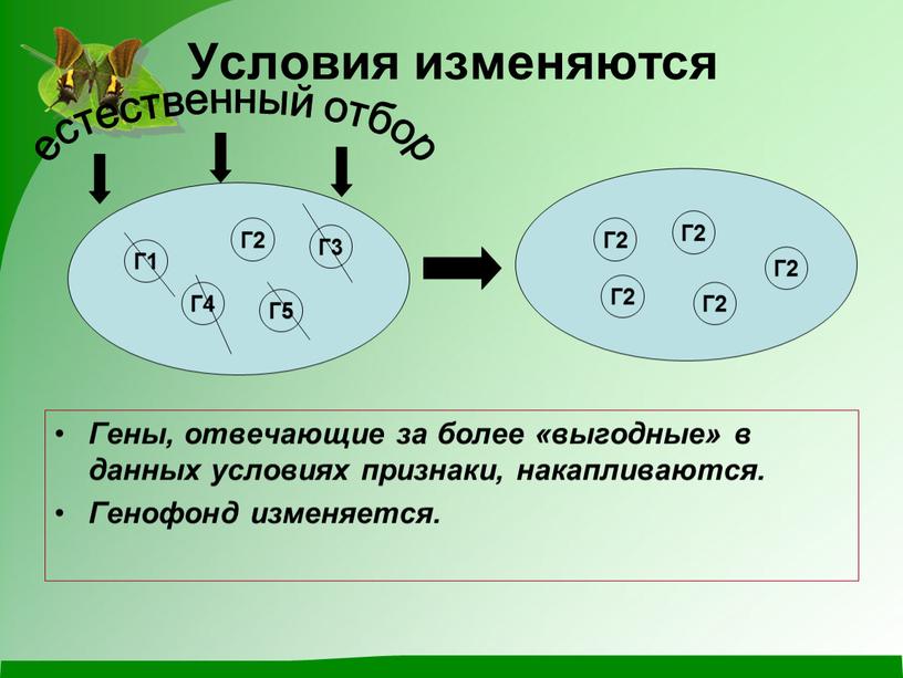 Условия изменяются Гены, отвечающие за более «выгодные» в данных условиях признаки, накапливаются