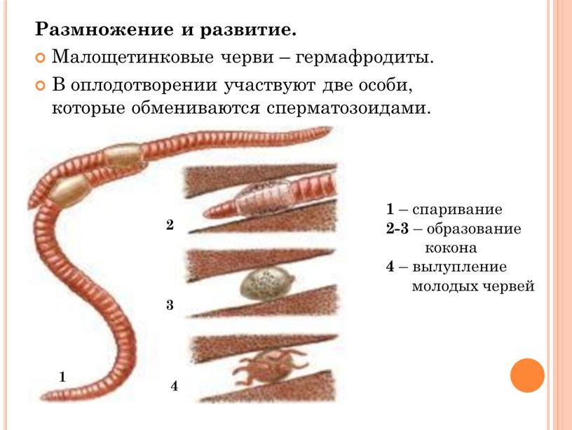 Размножение и развитие. Малощетинковые черви – гермафродиты