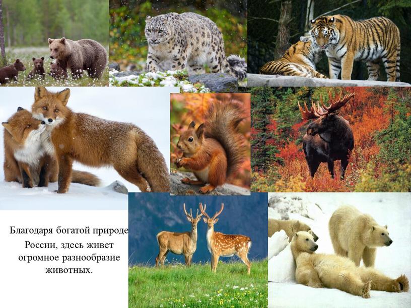 Благодаря богатой природе России, здесь живет огромное разнообразие животных