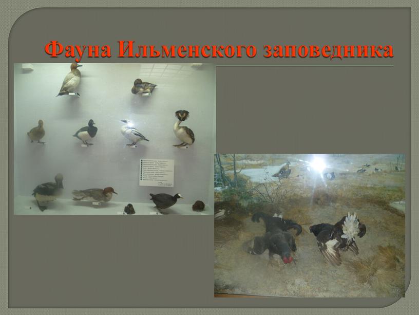 Фауна Ильменского заповедника