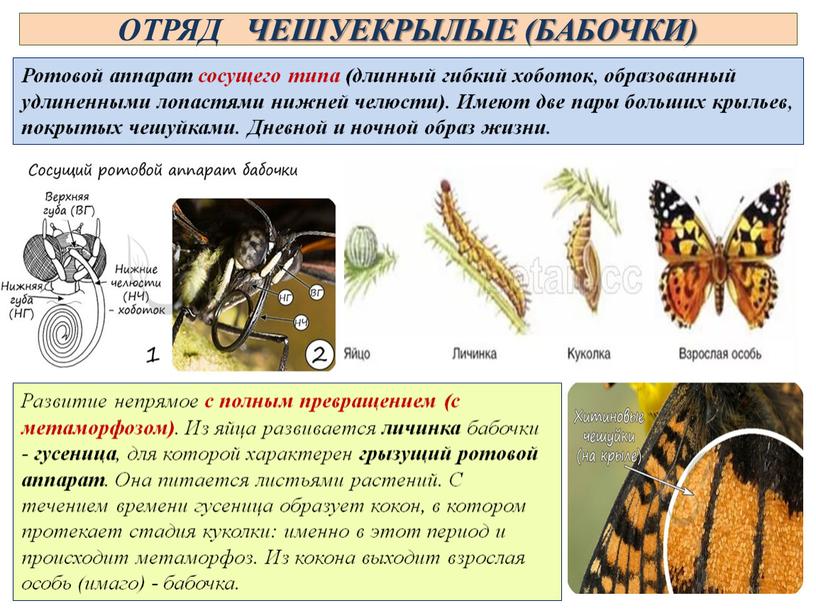 ОТРЯД ЧЕШУЕКРЫЛЫЕ (БАБОЧКИ) Ротовой аппарат сосущего типа (длинный гибкий хоботок, образованный удлиненными лопастями нижней челюсти)