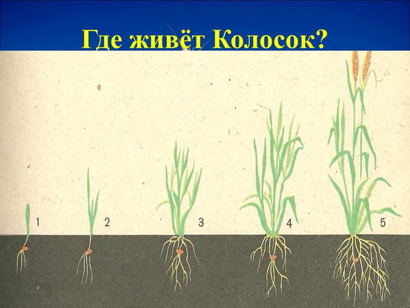 Корневые колоски. Кущение злаков. Овсюг кущение. Фаза кущения озимой пшеницы. Фаза кущения Яровой пшеницы.