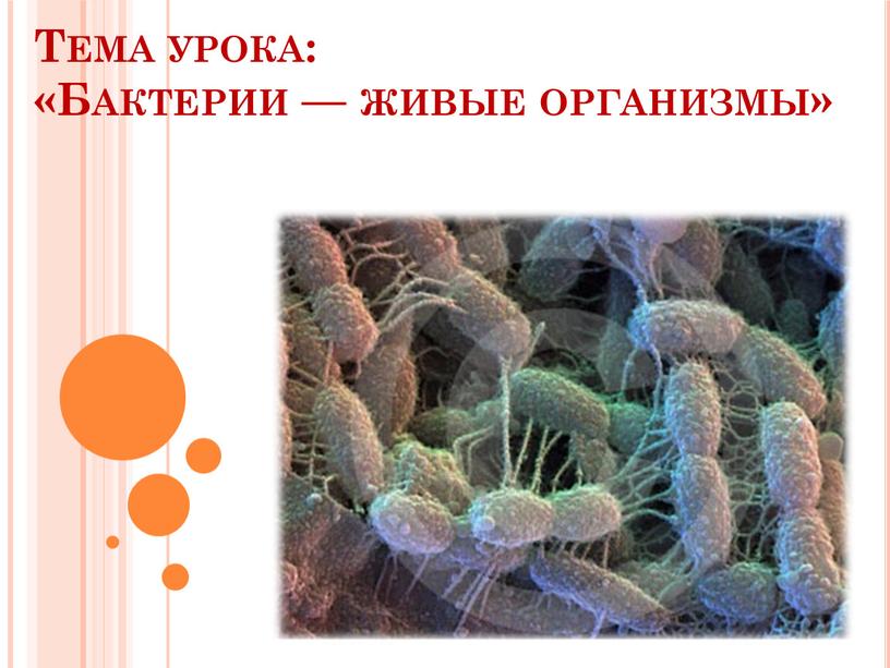 Тема урока: «Бактерии — живые организмы»