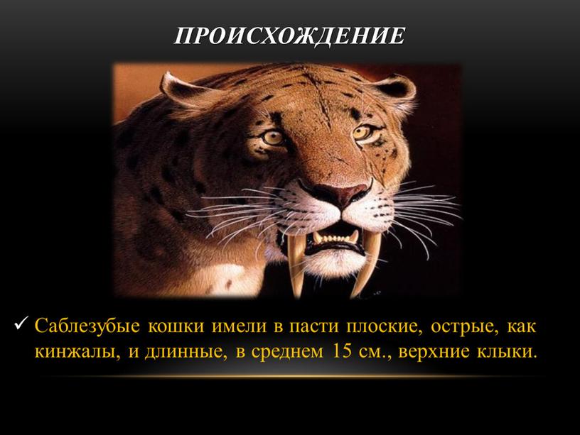 Происхождение Саблезубые кошки имели в пасти плоские, острые, как кинжалы, и длинные, в среднем 15 см