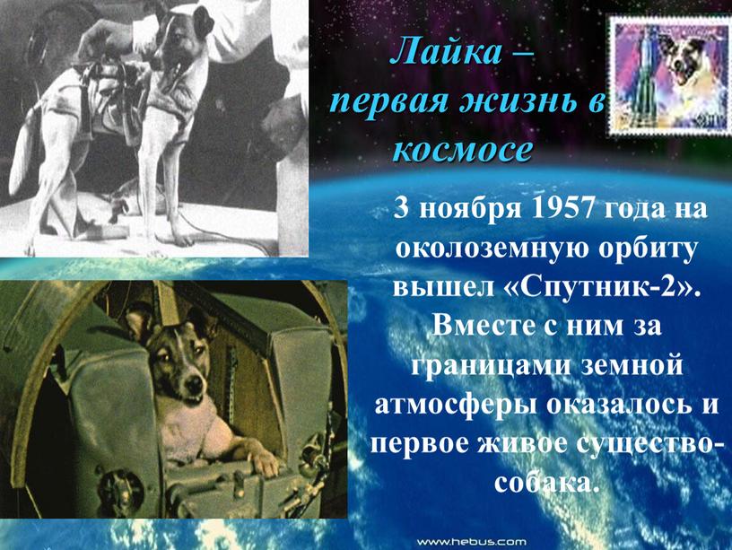 Лайка – первая жизнь в космосе 3 ноября 1957 года на околоземную орбиту вышел «Спутник-2»