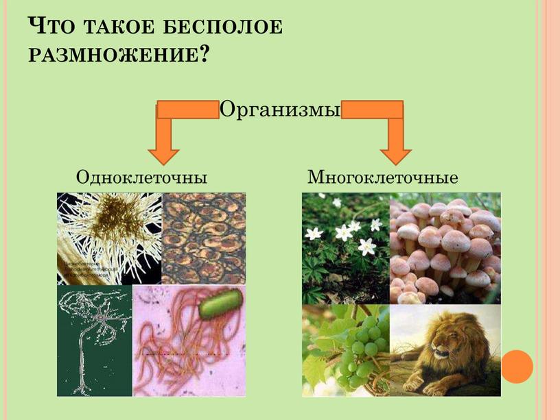 Что такое бесполое размножение?