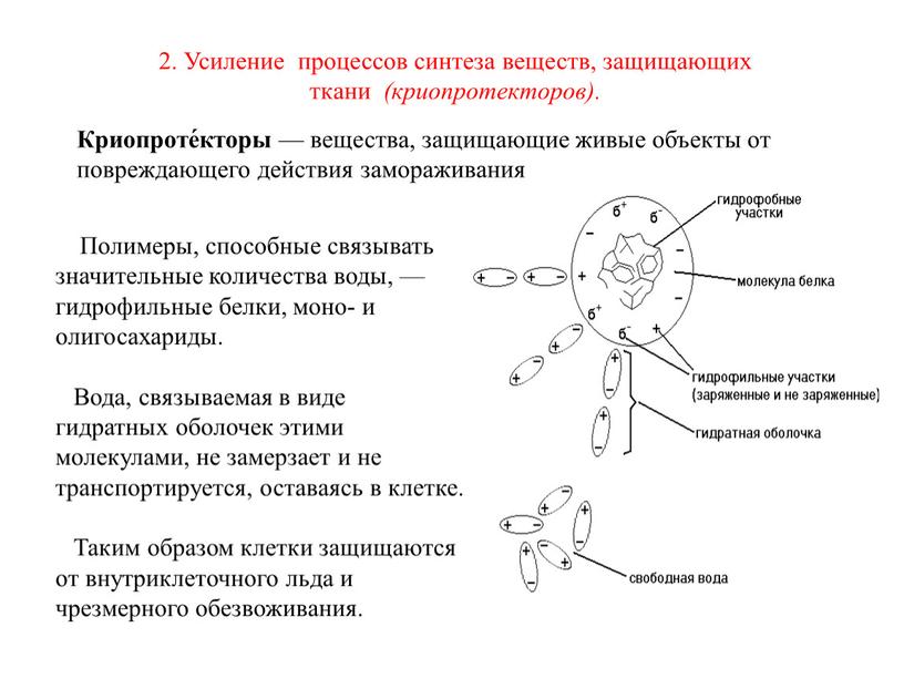 Полимеры, способные связывать значительные количества воды, — гидрофильные белки, моно- и олигосахариды