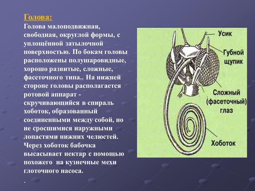 Голова: Голова малоподвижная, свободная, округлой формы, с уплощённой затылочной поверхностью