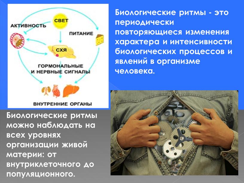 Биологические ритмы - это периодически повторяющиеся изменения характера и интенсивности биологических процессов и явлений в организме человека