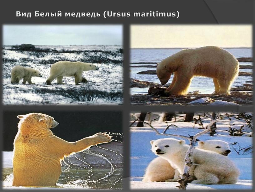 Вид Белый медведь (Ursus maritimus)