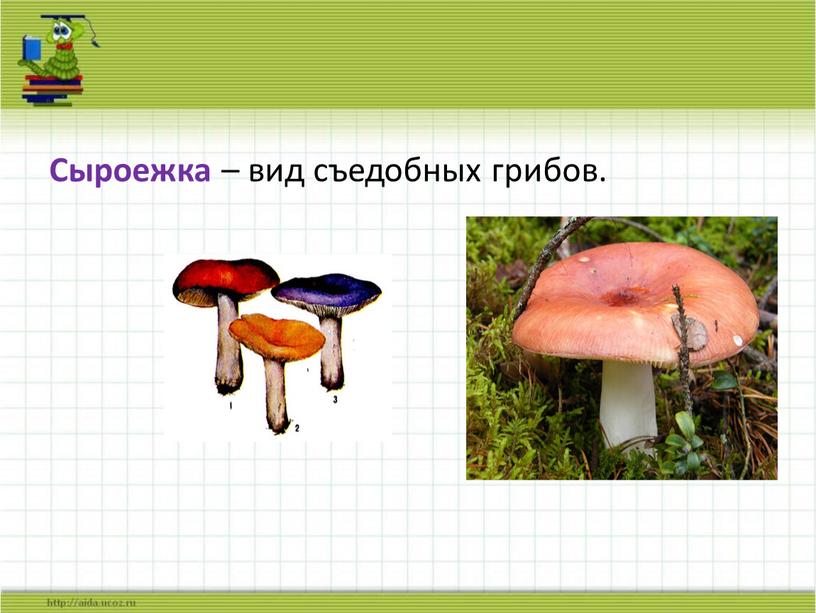 Сыроежка – вид съедобных грибов