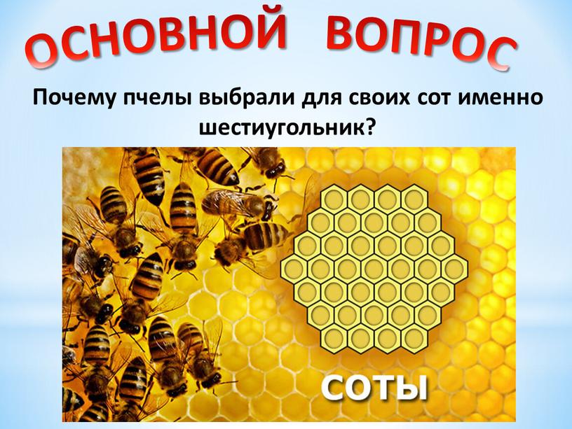 Почему пчелы выбрали для своих сот именно шестиугольник?