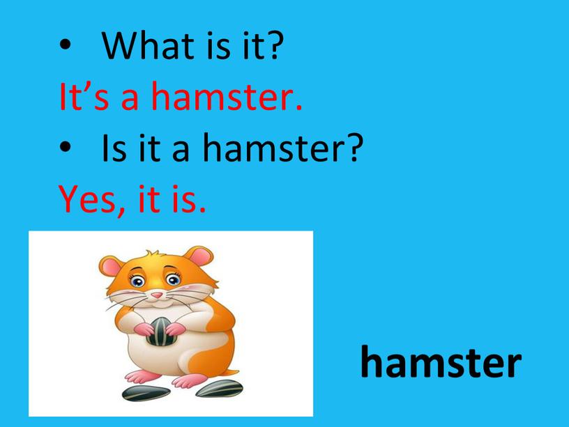 What is it? It’s a hamster. Is it a hamster?