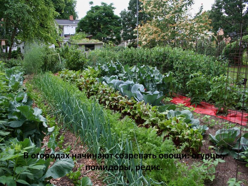 В огородах начинают созревать овощи: огурцы, помидоры, редис