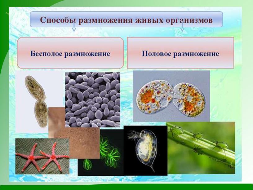 Сообщества биология 9 класс презентация