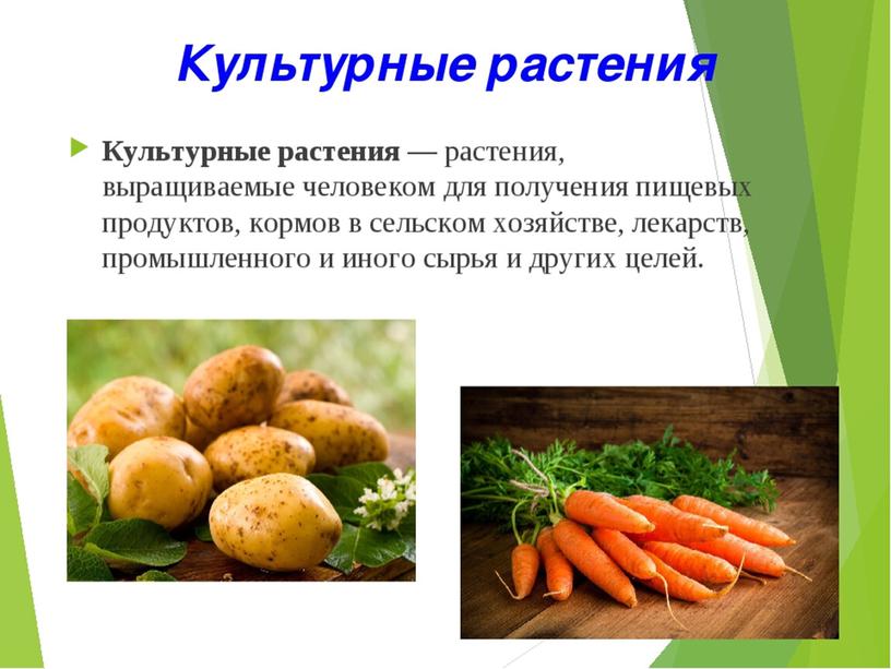 Презентация "Общая характеристика  и классификация культурных растений"