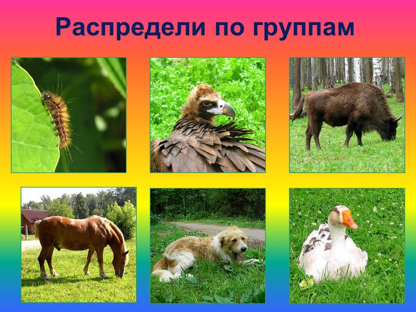 Распредели по группам