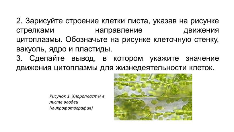 Зарисуйте строение клетки листа, указав на рисунке стрелками направление движения цитоплазмы