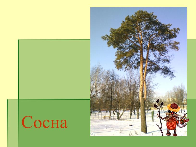 Сосна