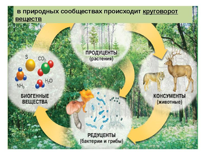 Презентация "Примеры природных сообществ (лес, пруд, озеро и т.д).