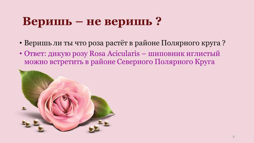 Веришь – не веришь ? Веришь ли ты что роза растёт в районе