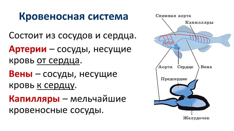 Кровеносная система Состоит из сосудов и сердца