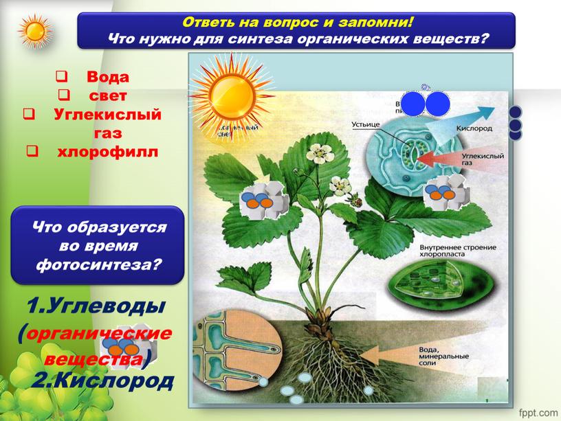 Вода свет Углекислый газ хлорофилл 1