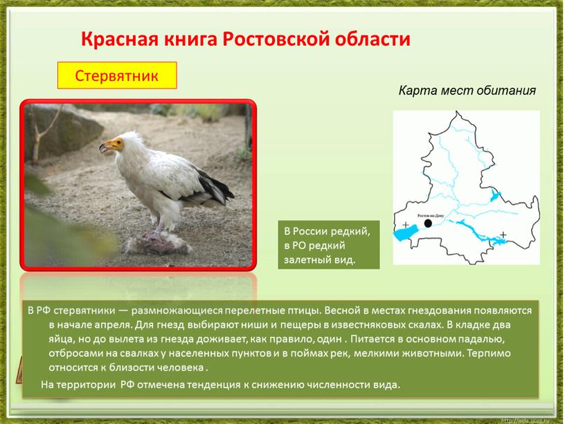Стервятник В РФ стервятники — размножающиеся перелетные птицы