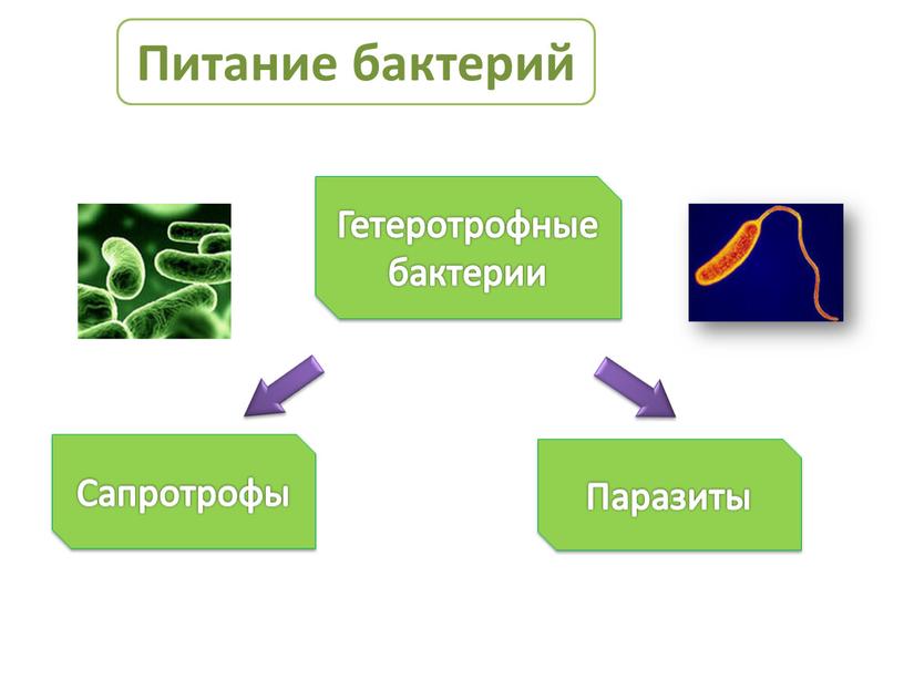 Гетеротрофные бактерии Сапротрофы