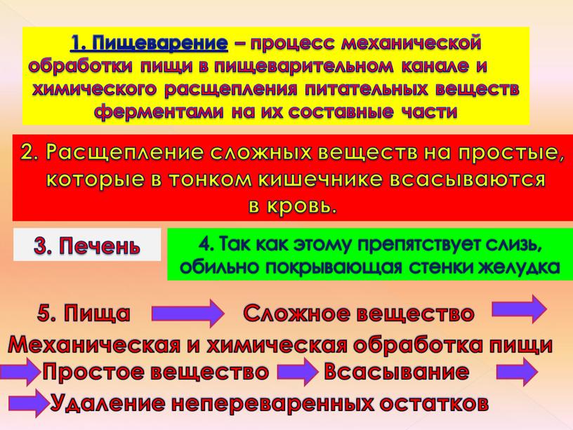 Пищеварение – процесс механической обработки пищи в пищеварительном канале и химического расщепления питательных веществ ферментами на их составные части 2