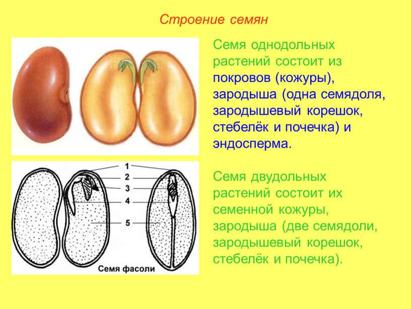Семя состоит из кожуры и эндосперма. Зародыш корешок стебелёк почечка семядоли эндосперм. Зародыш семени 2 семядоли Однодольные или двудольные. Семя строение семени корешок. Зародышевый корешок и семядоля.