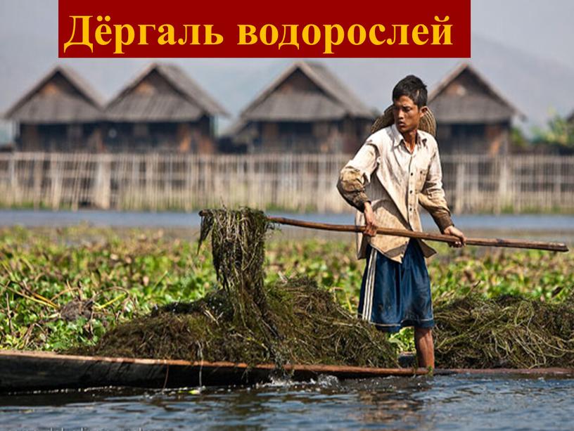 Дёргаль водорослей