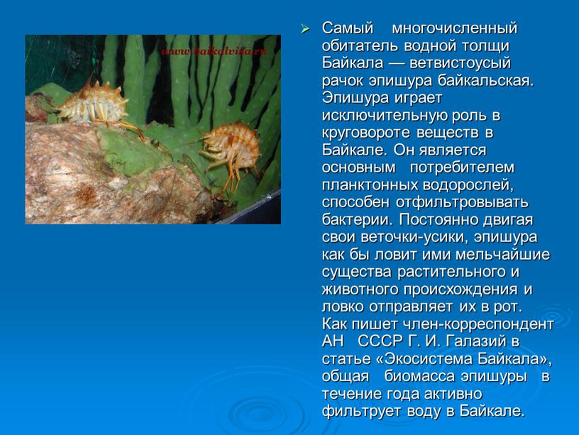 Самый многочисленный обитатель водной толщи