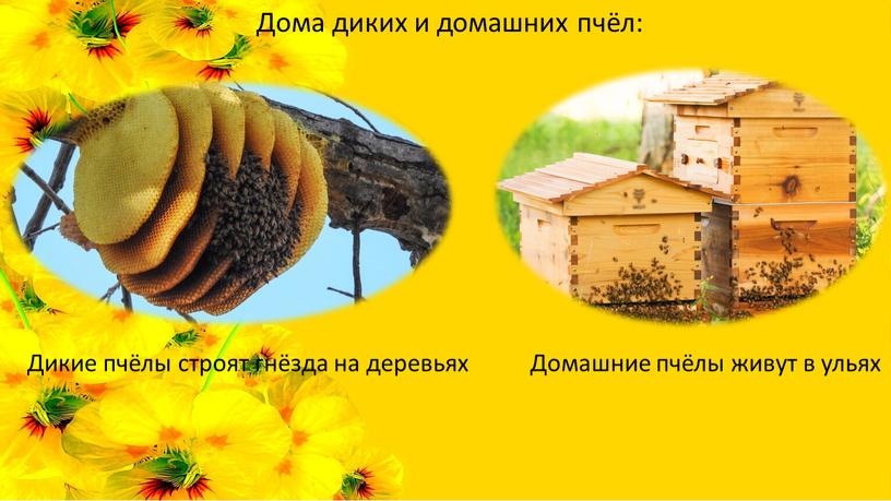 Дома диких и домашних пчёл: Дикие пчёлы строят гнёзда на деревьях