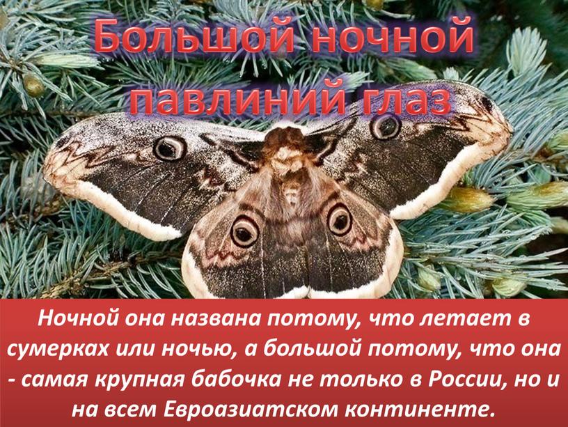 Большой ночной павлиний глаз Ночной она названа потому, что летает в сумерках или ночью, а большой потому, что она - самая крупная бабочка не только…