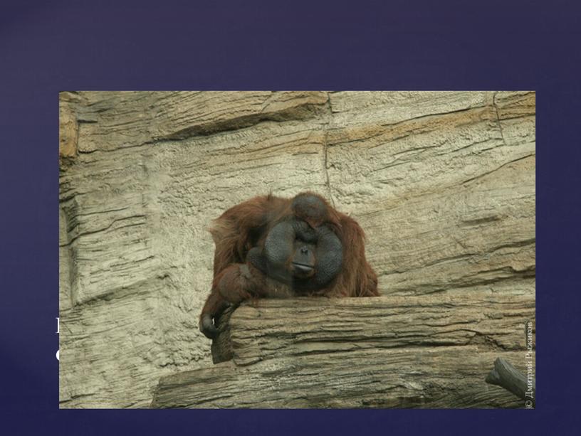 Калимантанский оранг-утан с очень большими щеками