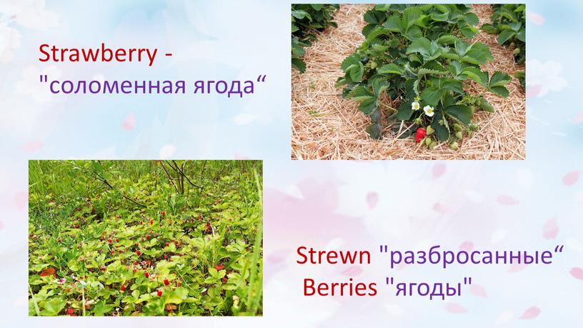 Strawberry - "соломенная ягода“